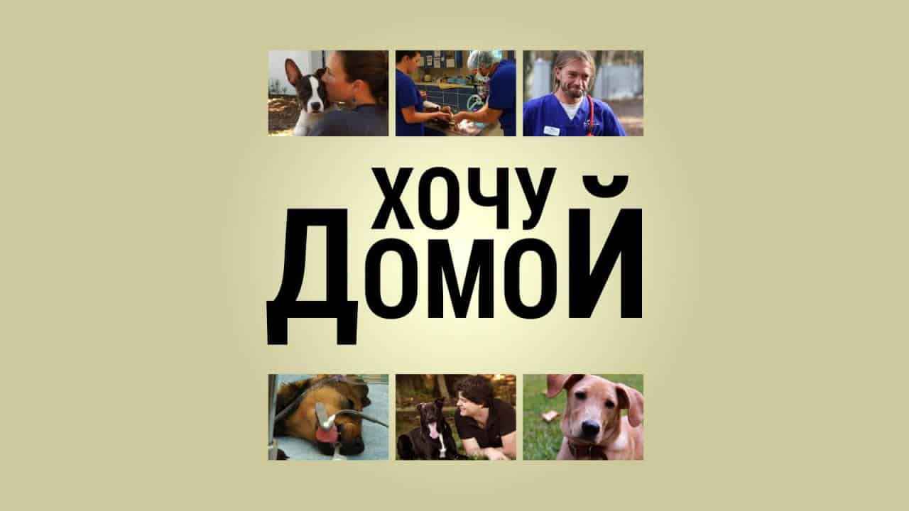 Программа "Хочу домой!" - Телеканал «Пёс и Ко» 
