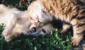 Налог на домашних животных Телеканал "Пёс и Ко"