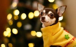 Фестиваль желтой собаки Телеканал "Пёс и Ко"