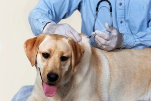 Бесплатная вакцинация Телеканал "Пёс и Ко"